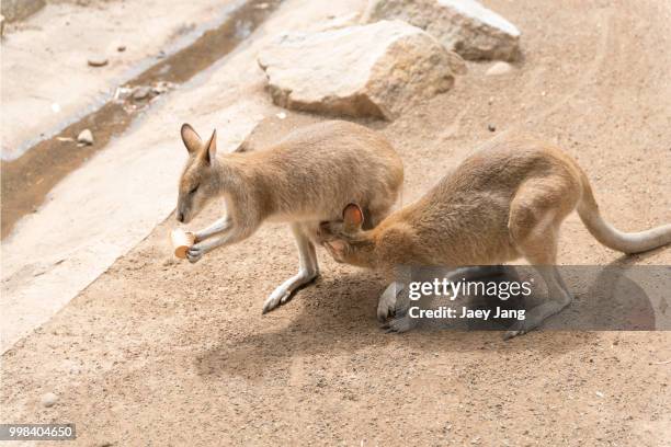 wallaroo-6(family) - wallaroo stock pictures, royalty-free photos & images
