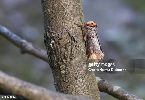 buff tip, phalera bucephala - buff photos et images de collection