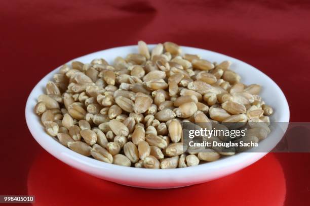 wheat berry kernels (triticum aestivum) - witbier stockfoto's en -beelden