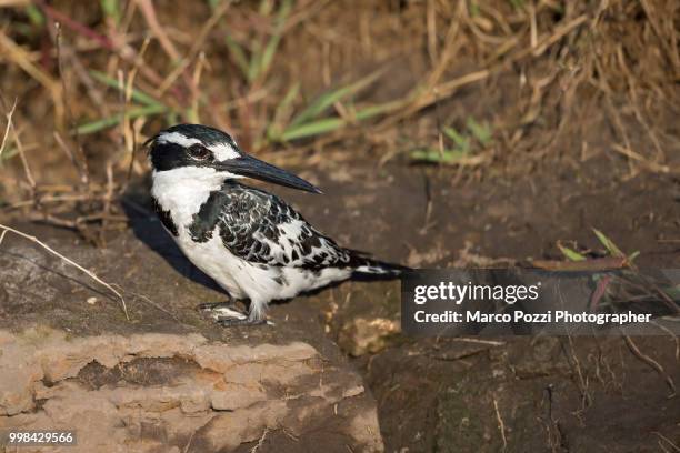 kingfisher - pied kingfisher ceryle rudis stock pictures, royalty-free photos & images
