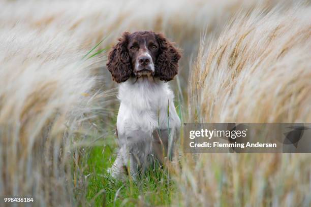 zigzag in field - english springer spaniel stock pictures, royalty-free photos & images