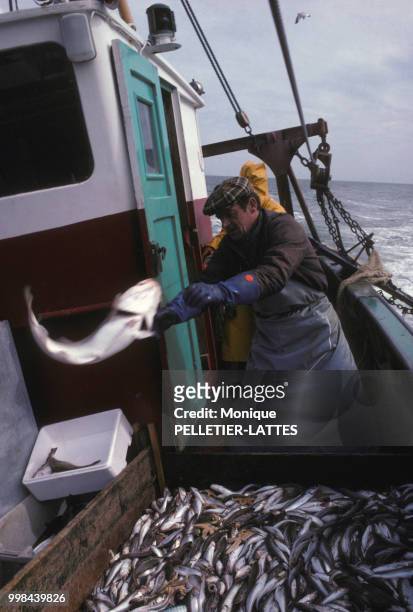 Marin pêcheur triant le poisson à bord d'un chalutier en avril 1979, France.