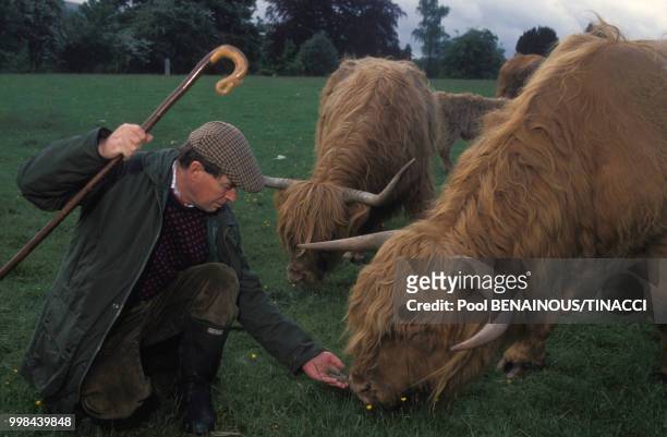 Le duc d'Argyll avec ses vaches 'Highland Cattle' au château d'Inveraray, fief du clan Campbell, en juin 1994 en Ecosse, Royaume-Uni.