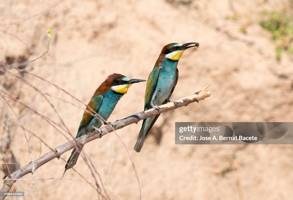European Bee-eater (Merops apiaster). Bird on a branch with an insect in its mouth that it has hunted.