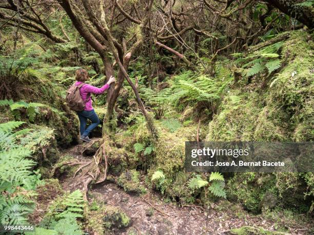 woman walking  by dirt track  that goes through a tropical forest  of the terceira island in the azores islands, portugal. - the nature conservancy stock pictures, royalty-free photos & images