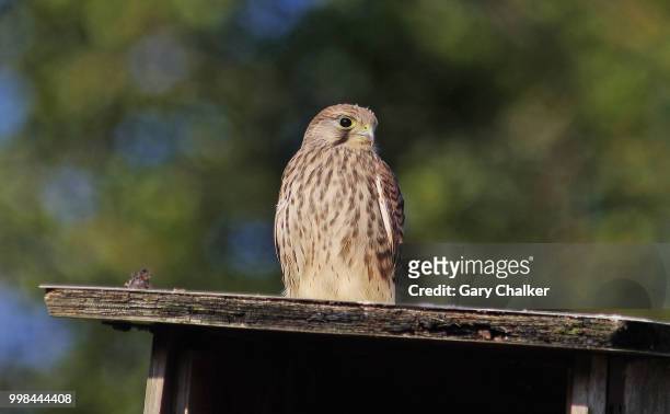 kestrel [falco tinnunculus] - gary hunt stock pictures, royalty-free photos & images