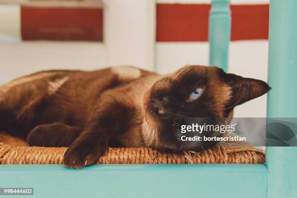close-up of cat relaxing at home - bortes stockfoto's en -beelden
