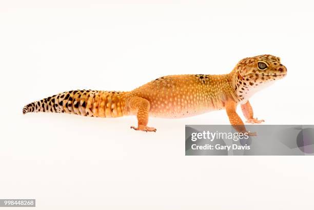 leopard gecko - high key - gecko leopard stock pictures, royalty-free photos & images