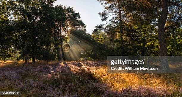 panorama - heather light rays - william mevissen stock pictures, royalty-free photos & images