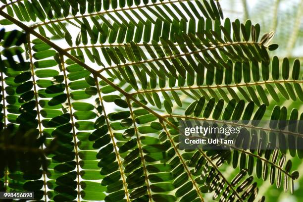 delonix regia - calming leaves - delonix regia stock pictures, royalty-free photos & images