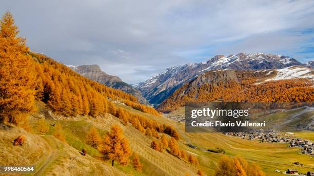 livigno in het najaar - italië - highland cow stockfoto's en -beelden