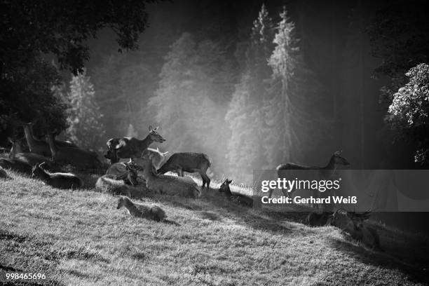 deer family - weiß foto e immagini stock