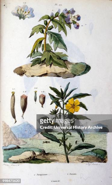 Botanical and zoological illustration by F. E. Guerin. From Dictionnaire pittoresque d'histoire naturelle et des phenomenes de la nature-1833/1834.
