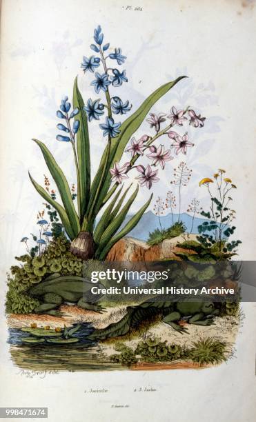 Toad; Botanical and zoological illustration by F. E. Guerin. From Dictionnaire pittoresque d'histoire naturelle et des phenomenes de la...