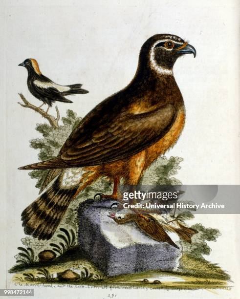 Watercolour illustration from a book of rare birds by G Edwards 1750. George Edwards was a British naturalist and ornithologist. He travelled...