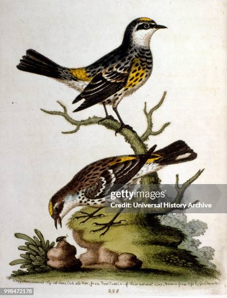 Watercolour illustration from a book of rare birds by G Edwards 1750. George Edwards was a British naturalist and ornithologist. He travelled...