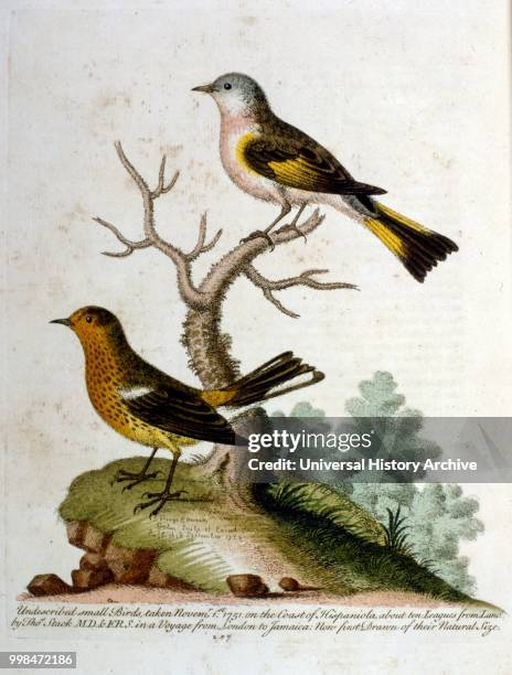 Watercolour illustration from a book of rare birds by G Edwards 1750. George Edwards was a British naturalist and ornithologist. He travelled...