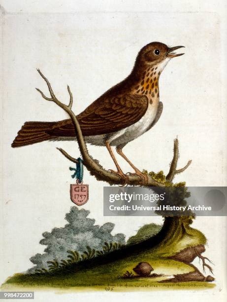 Watercolour illustration from a book of rare birds by G Edwards 1750. George Edwards was a British naturalist and ornithologist. He travelled...