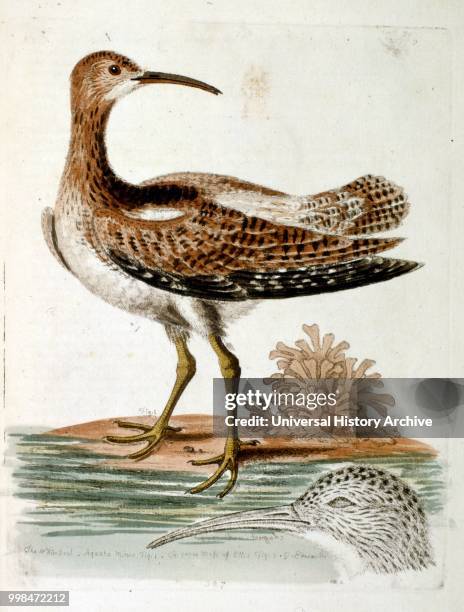 Watercolour illustration from a book of rare birds by G Edwards 1750. George Edwards was a British naturalist and ornithologist. He travelled...