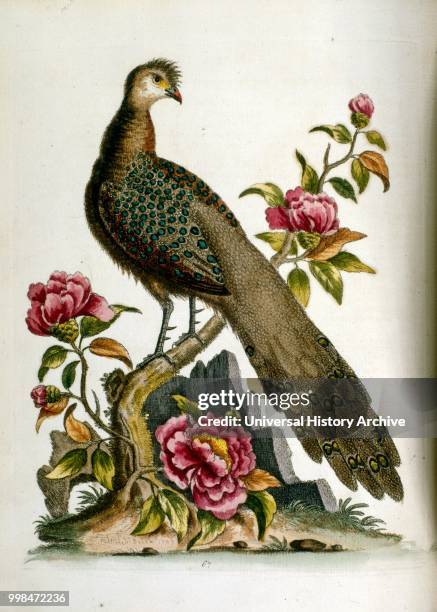 Watercolour illustration from a book of rare birds by G Edwards 1750. George Edwards was a British naturalist and ornithologist. He travelled...