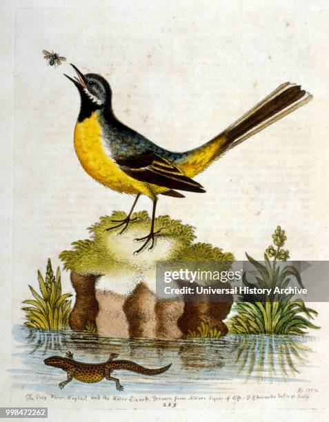 Watercolour illustration from a book of rare birds by G Edwards 1750. George Edwards was a British naturalist and ornithologist. He travelled...