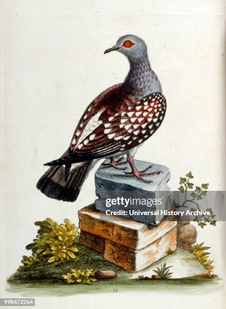 Watercolour illustration from a book of rare birds by G Edwards 1750. George Edwards was a British naturalist and ornithologist. He travelled...