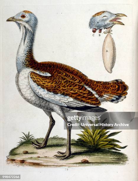 Watercolour illustration from a book of rare birds by G Edwards 1750. George Edwards was a British naturalist and ornithologist. He travelled...