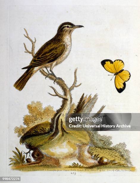 Watercolour illustration from a book of rare birds by G Edwards 1750. George Edwards was a British naturalist and ornithologist. He travelled...