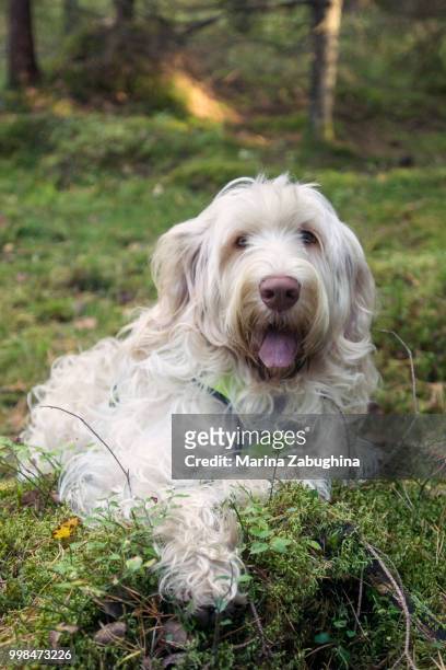 spinone italiano - italiano stock pictures, royalty-free photos & images