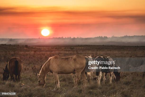 free day. - blue wildebeest stock pictures, royalty-free photos & images