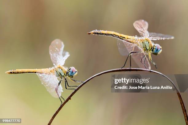 taking off - anillo stock pictures, royalty-free photos & images