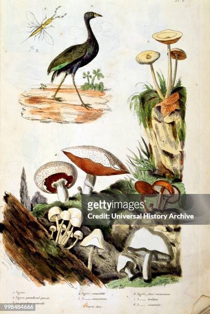 Botanical and zoological illustration by F. E. Guerin. From Dictionnaire pittoresque d'histoire naturelle et des phenomenes de la nature-1833/1834.