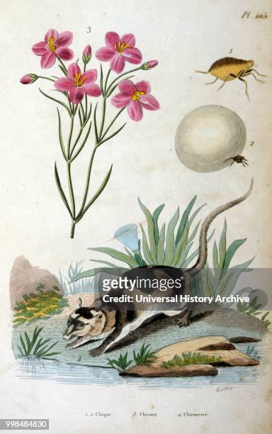 Water opossum ; Botanical and zoological illustration by F. E. Guerin. From Dictionnaire pittoresque d'histoire naturelle et des phenomenes de la...