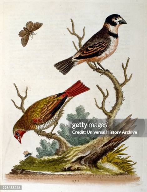 Watercolour illustration from a book of rare birds by G Edwards 1750. George Edwards was a British naturalist and ornithologist. He travelled...