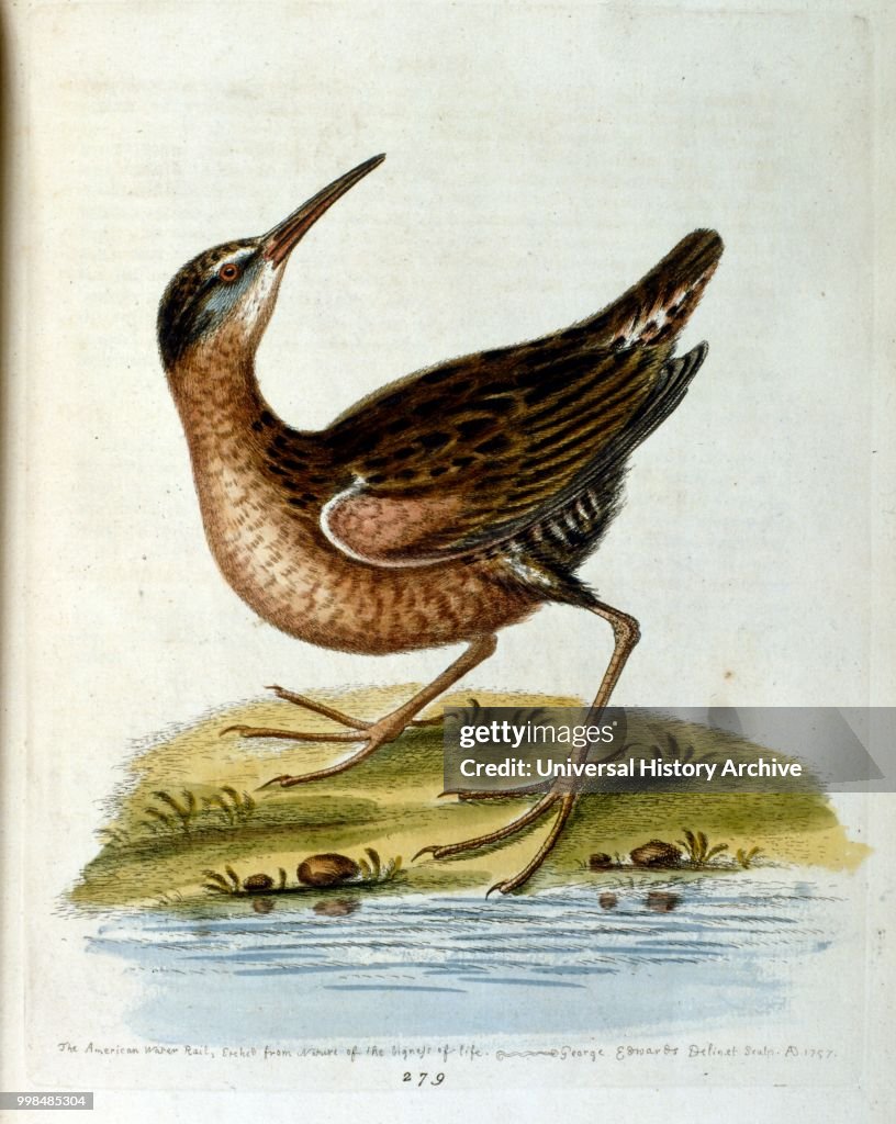 Watercolour illustration from a book of rare birds by G Edwards 1750