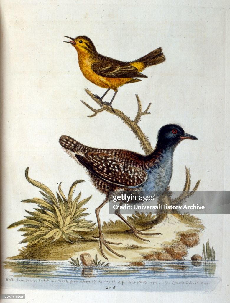 Watercolour illustration from a book of rare birds by G Edwards 1750