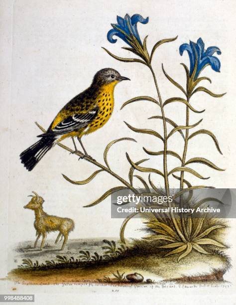 Watercolour illustration from a book of rare birds by G Edwards 1750. George Edwards was a British naturalist and ornithologist. He travelled...