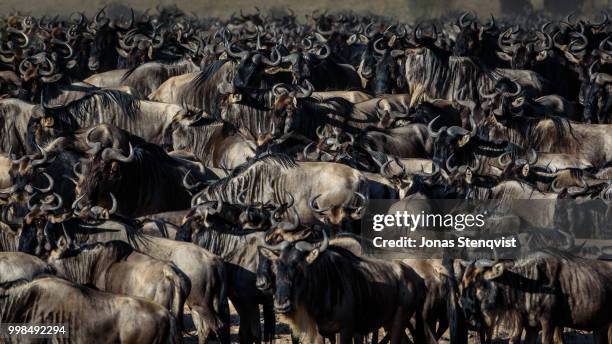 huddle - blue wildebeest stock pictures, royalty-free photos & images