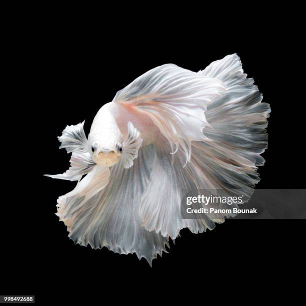 close up of white platinum betta fish - pampered pets stock pictures, royalty-free photos & images