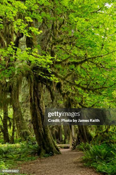 a footpath leads into the lush growth of the hoh rainforest in olympic national park. - nord ouest photos et images de collection