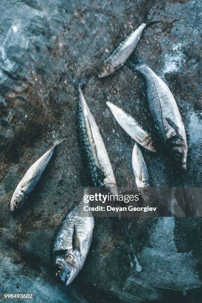 wash fish. sea bream, sea bass, mackerel and sardines - unprocessed stock-fotos und bilder