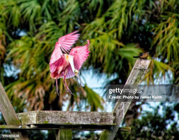 a roseate spoonbill uses its wings to brake itself for a landing on a nesting pad. - rookery stock pictures, royalty-free photos & images
