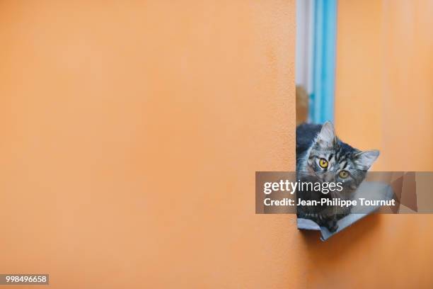 cat looking at camera while resting on a window sill - cat attitude stock pictures, royalty-free photos & images