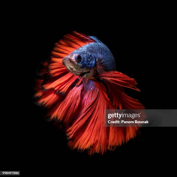 colourful betta fish,siamese fighting fish - pampered pets stock pictures, royalty-free photos & images