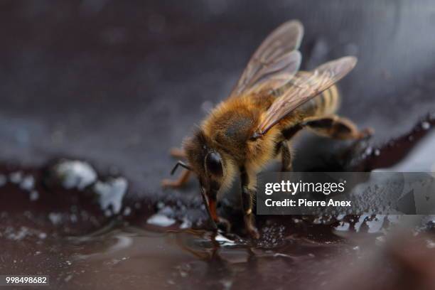 une abeille... - abeille fotografías e imágenes de stock