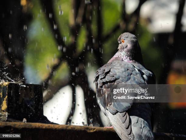 bird - chavez stock pictures, royalty-free photos & images