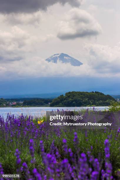 fuji mountain and lavender field at oishi park. - fujikawaguchiko stock-fotos und bilder