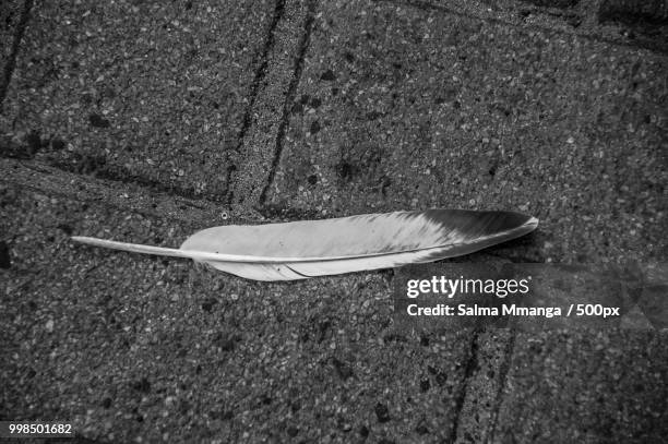 don't feather me! - 500px stockfoto's en -beelden