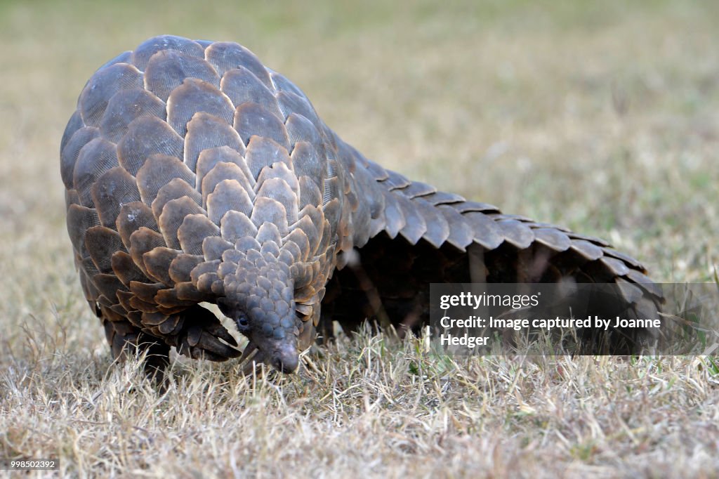 Pangolin