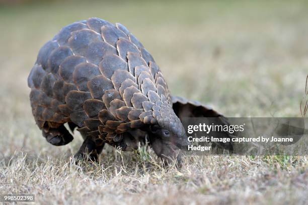 pangolin - schuppentier stock-fotos und bilder